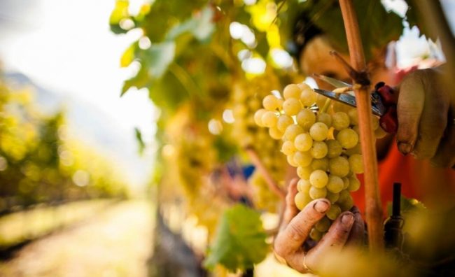 CroppedImage720439-Alto-Adige-Vendemmia-e1474965271118