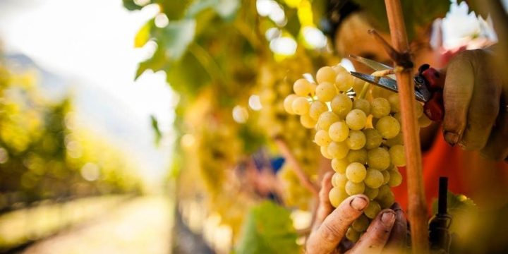 CroppedImage720439-Alto-Adige-Vendemmia-e1474965271118