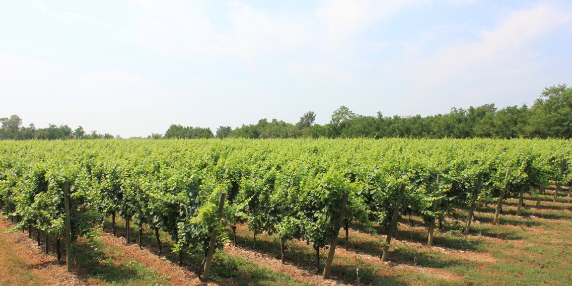 IMG_2110 (FILEminimizer)