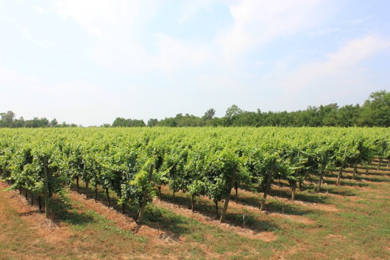 IMG_2110 (FILEminimizer)