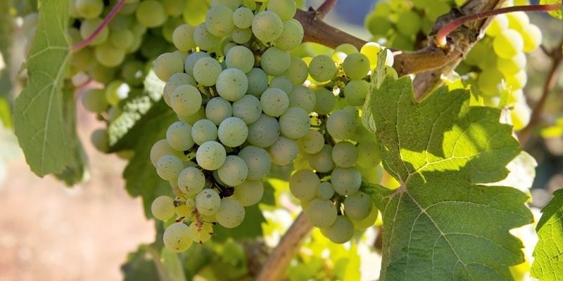 pinot-bianco-grappoli (FILEminimizer)